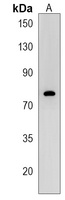ERVK-9 Rabbit Polyclonal Antibody