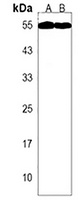 TMEM184C Rabbit Polyclonal Antibody