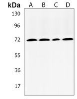 RNF139 Rabbit Polyclonal Antibody