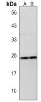LEU7 Rabbit Polyclonal Antibody
