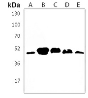 GNAS Rabbit Polyclonal Antibody