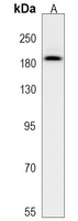 Glycoprotein 340 Rabbit Polyclonal Antibody