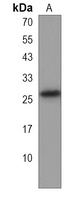 BBC3 Antibody
