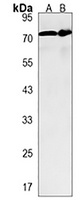 FAM189B Antibody
