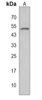 CRIPAK Rabbit Polyclonal Antibody