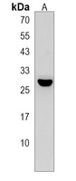 H1FNT Antibody