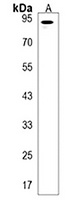 PRSS12 Rabbit Polyclonal Antibody