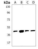 GMCL1 Antibody
