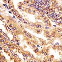 GMCL1 Antibody