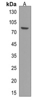 FLYWCH1 Antibody