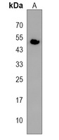 WNT11 Rabbit Polyclonal Antibody