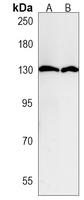 PPP6R1 Antibody