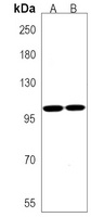 Semaphorin 4B Rabbit Polyclonal Antibody
