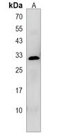 PRSS42 Rabbit Polyclonal Antibody
