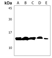 RNF7 Antibody