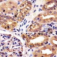 Anti-RNF7 Antibody