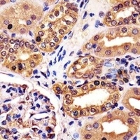 RNF7 Antibody