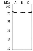 SLC5A4 Rabbit Polyclonal Antibody