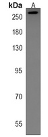 RLF Rabbit Polyclonal Antibody