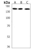 USP47 Antibody
