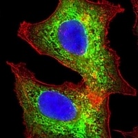 AKR7L Antibody