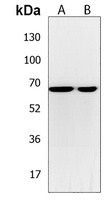 C17orf80 Antibody