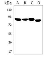 Semaphorin 4G Rabbit Polyclonal Antibody
