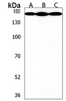 MAML2 Rabbit Polyclonal Antibody
