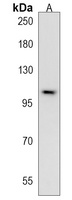 AQPEP Rabbit Polyclonal Antibody