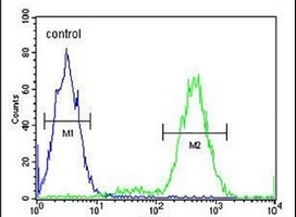 Anti-IMMP2L Antibody