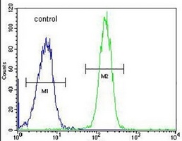 Anti-GALNT5 Antibody