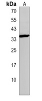 BASP1 Antibody