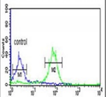 Anti-BOD1 Antibody