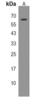 ALG10 Antibody
