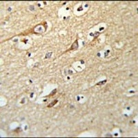 ALG10 Antibody