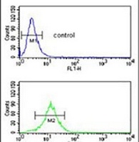 Anti-SDPR Antibody