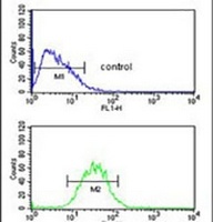 Anti-PRPF38A Antibody