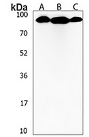 NOL9 Antibody