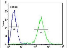 Anti-NOL9 Antibody