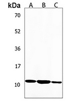 Phospholamban Antibody