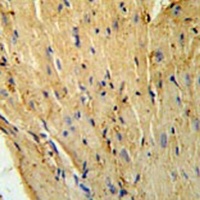 Phospholamban Antibody