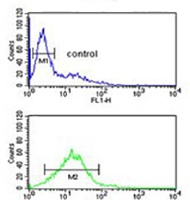 Phospholamban Antibody