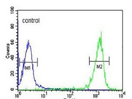 Anti-PATL1 Antibody