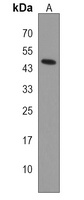 MMAA Antibody