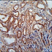 Anti-MARC1 Antibody