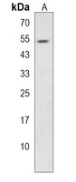PRUNE Antibody