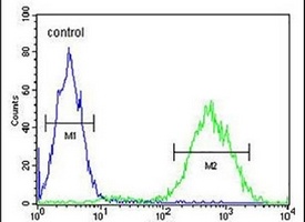 PRUNE Antibody