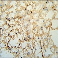 Anti-LYPD1 Antibody