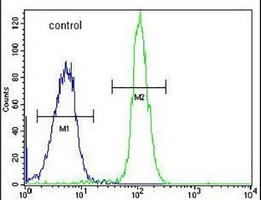 Anti-ADPRHL2 Antibody