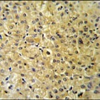 Anti-INSC Antibody